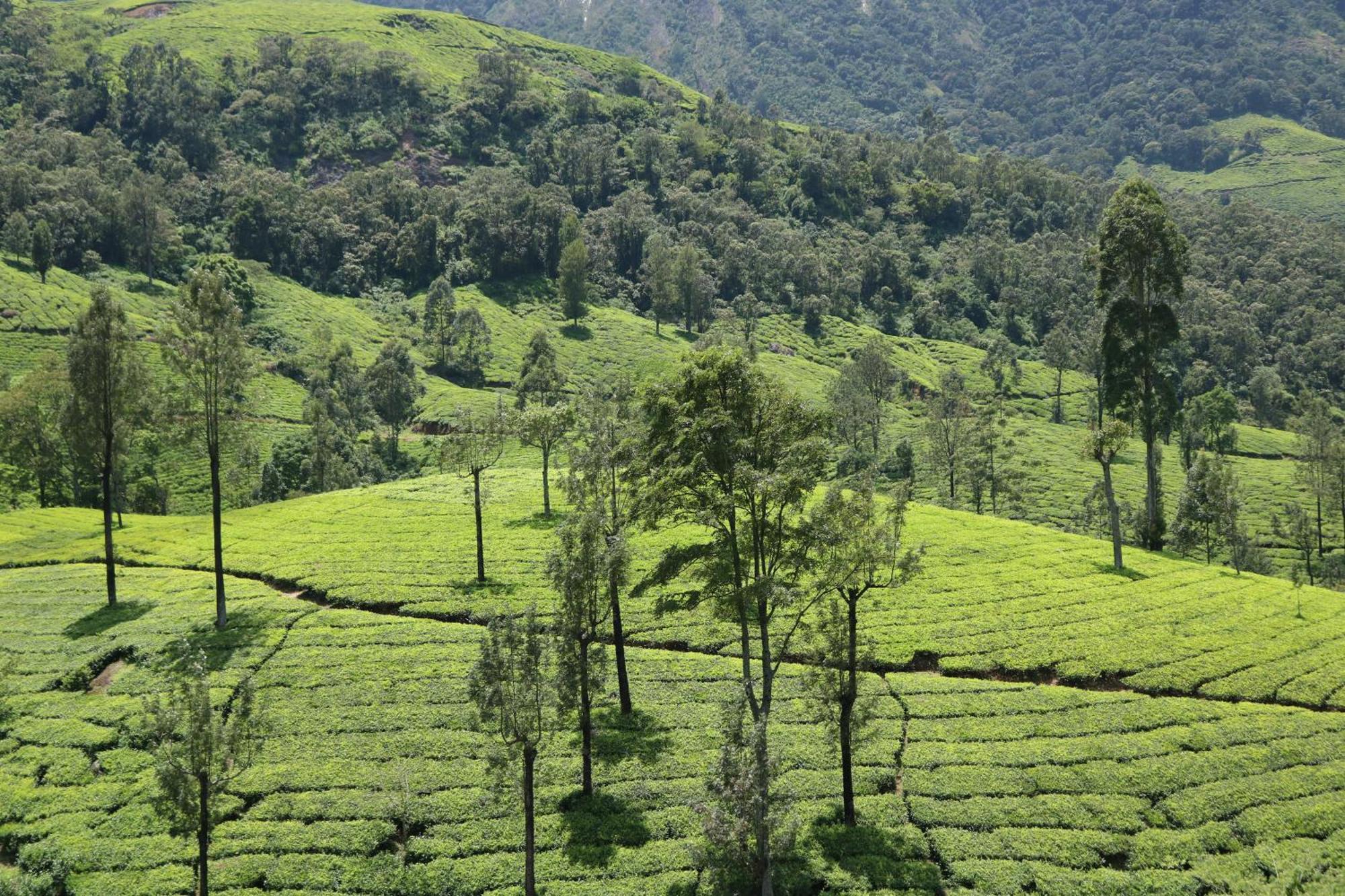 Asprin Homestay Munnar Eksteriør bilde