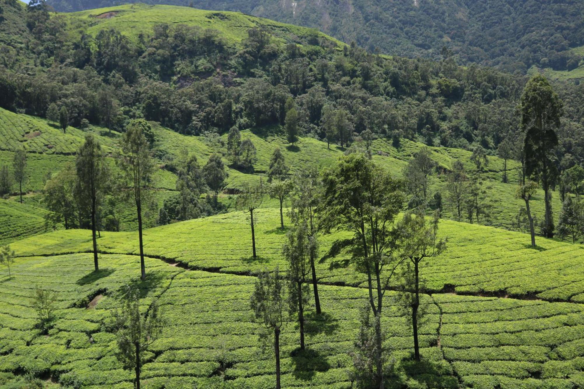 Asprin Homestay Munnar Eksteriør bilde